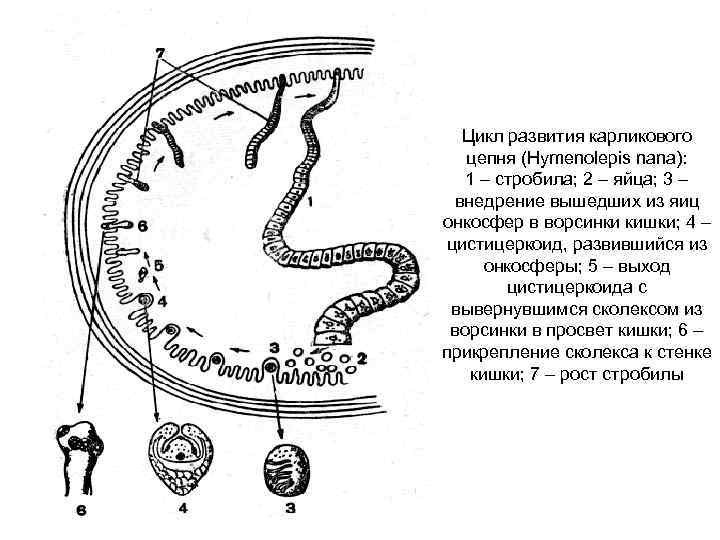 Цикл развития карликового цепня (Hymenolepis nana): 1 – стробила; 2 – яйца; 3 –