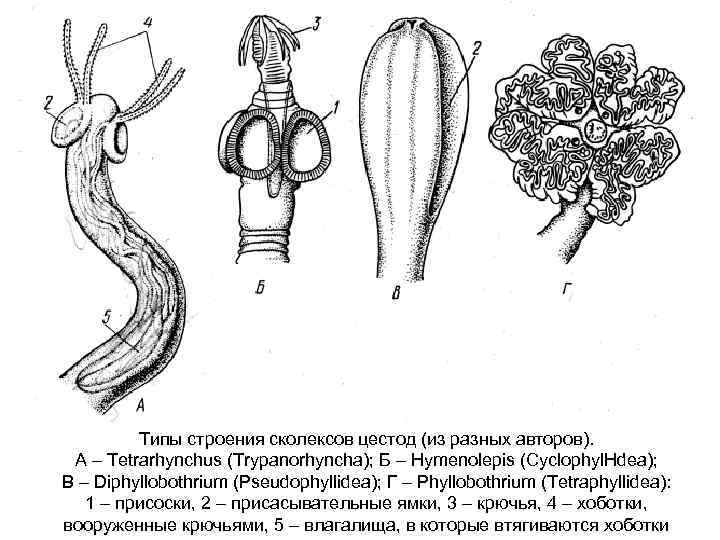 Типы строения сколексов цестод (из разных авторов). А – Tetrarhynchus (Trypanorhyncha); Б – Hymenolepis