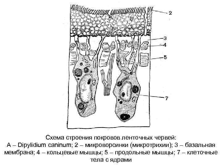 Схема строения покровов ленточных червей: А – Dipylidium caninum; 2 – микроворсинки (микротрихии); 3