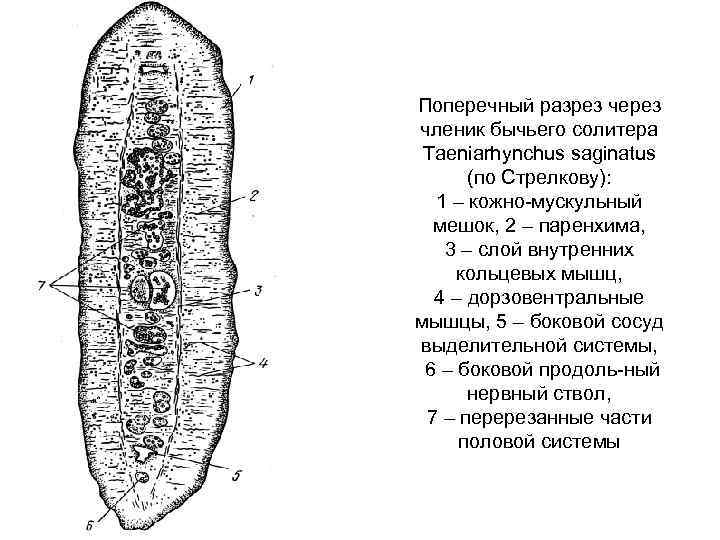 Поперечный разрез через членик бычьего солитера Taeniarhynchus saginatus (по Стрелкову): 1 – кожно мускульный