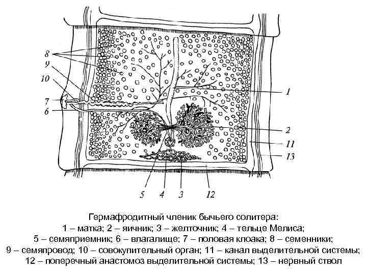 Гермафродитный членик бычьего солитера: 1 – матка; 2 – яичник; 3 – желточник; 4