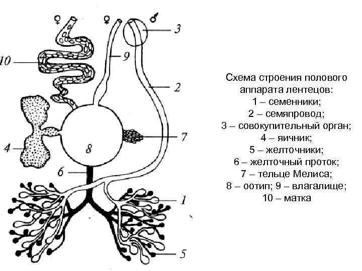 Схема строения полового аппарата лентецов: 1 – семенники; 2 – семяпровод; 3 – совокупительный