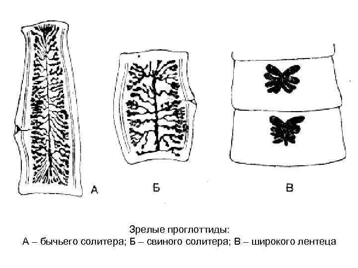 Зрелые проглоттиды: А – бычьего солитера; Б – свиного солитера; В – широкого лентеца