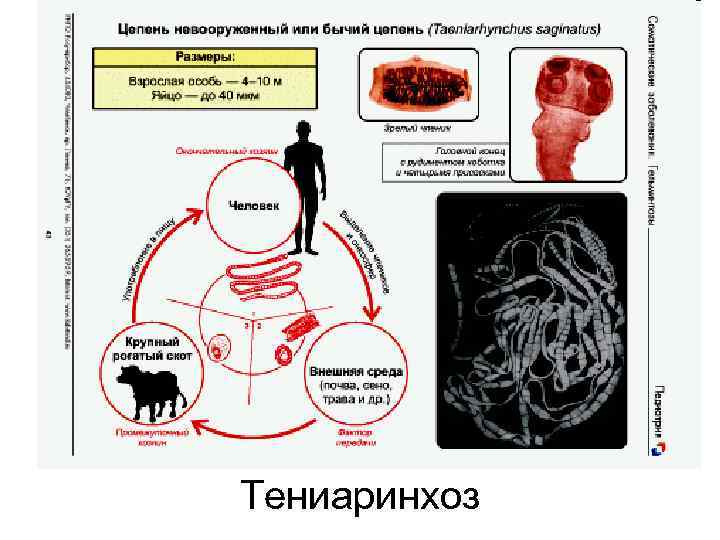 Тениаринхоз 