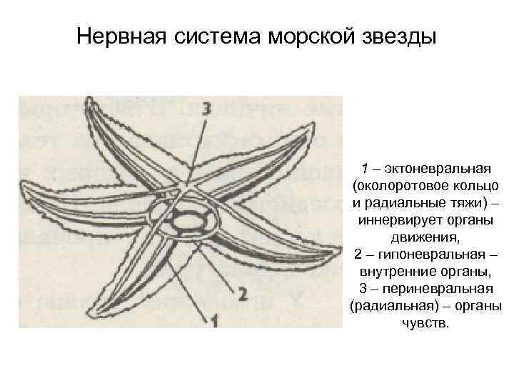 Вскрытая морская звезда рисунок с подписями