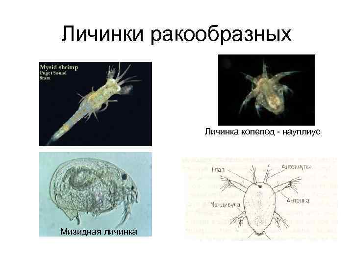 Личинка членистоногих. Науплиус копеподы. Личинка науплиус. Личинки ракообразных. Личинки членистоногих.