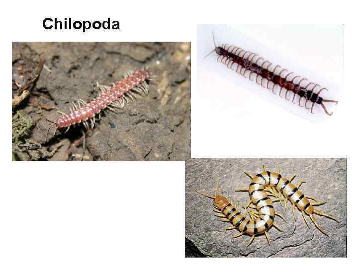 Chilopoda 