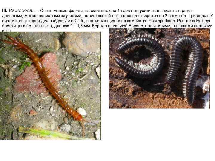 III. Pauropoda. — Очень мелкие формы; на сегментах по 1 паре ног; усики оканчиваются
