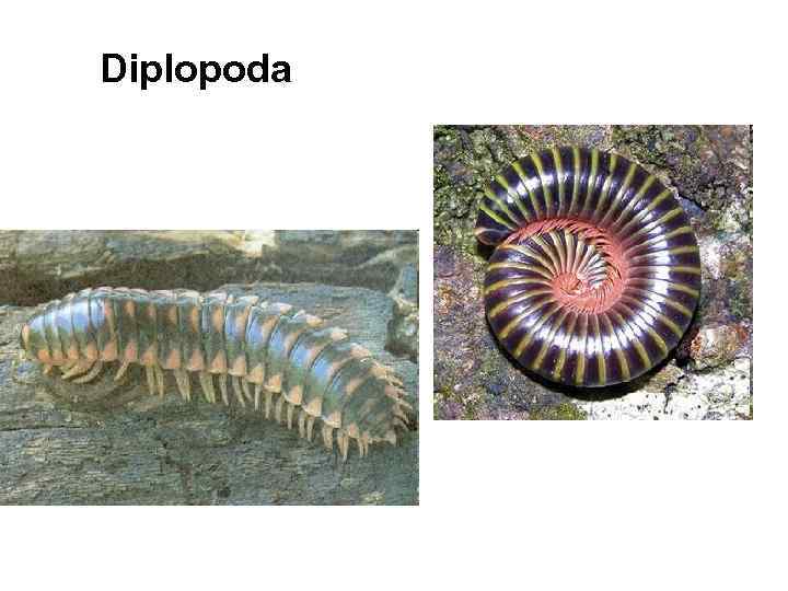 Diplopoda 