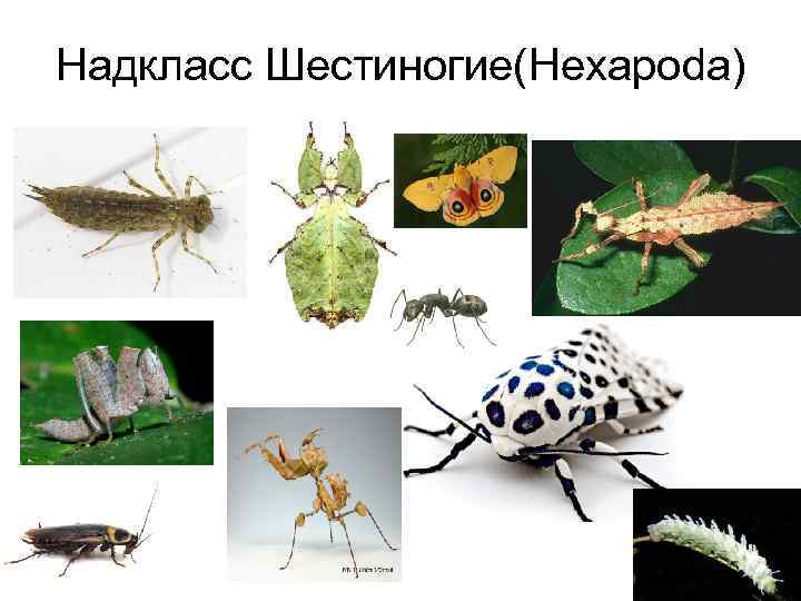 Шестиногие насекомые картинки