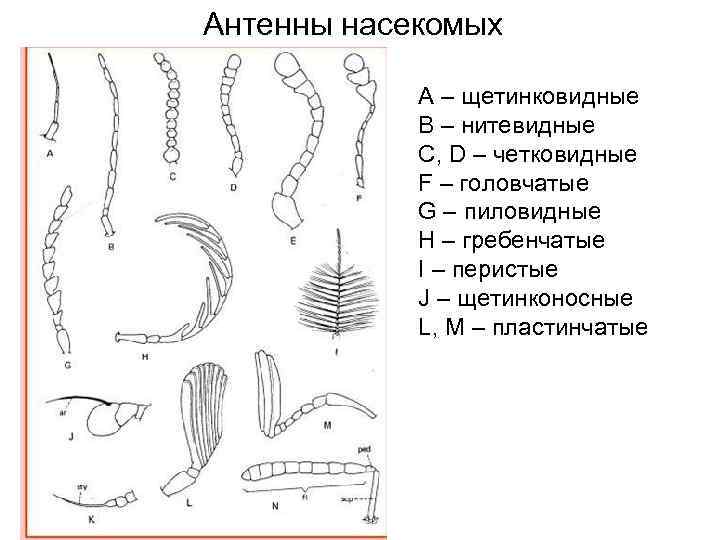 Антенны насекомых А – щетинковидные В – нитевидные С, D – четковидные F –