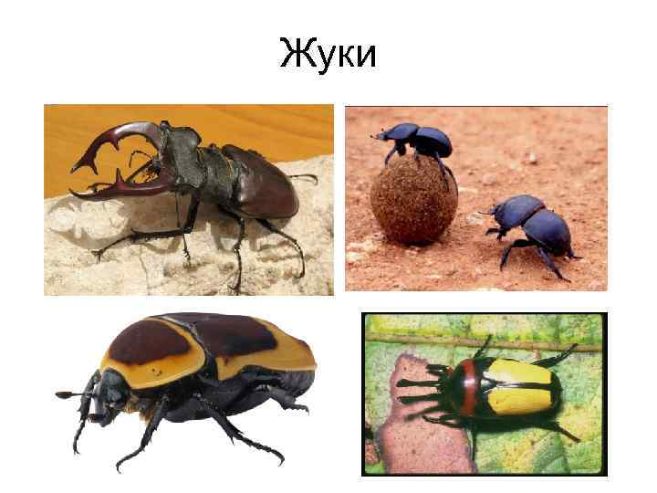Жуки 