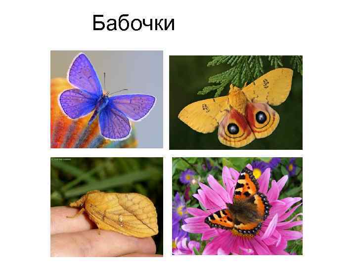 Бабочки 