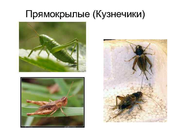 Прямокрылые (Кузнечики) 