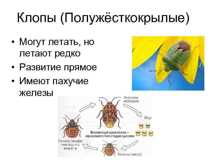 Какой тип развития характерен для клопа щитника ягодного изображенной на рисунке