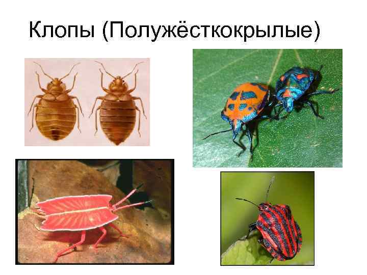 Клопы (Полужёсткокрылые) 