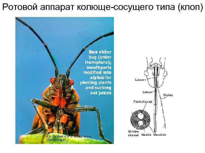 Ротовой аппарат колюще сосущего типа (клоп) 