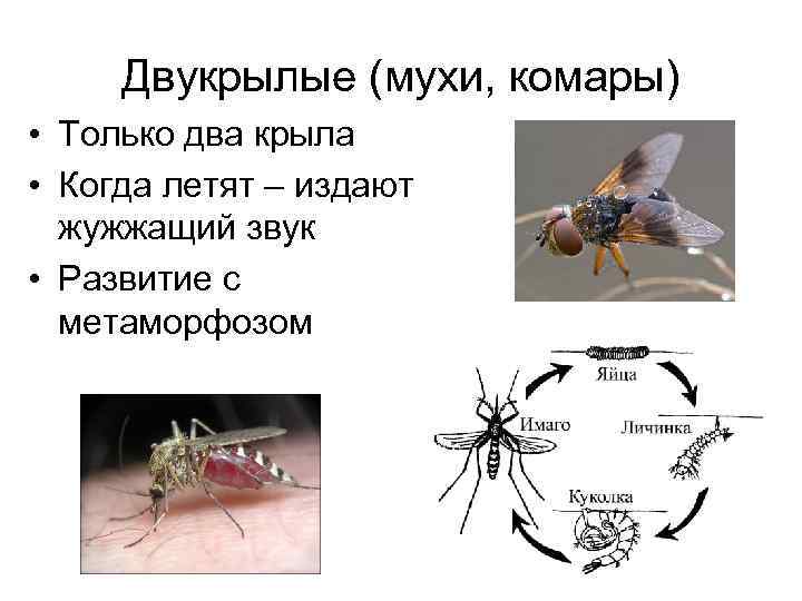Комар членистоногие двукрылые