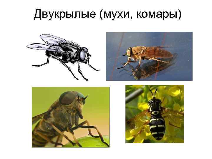 Двукрылые (мухи, комары) 