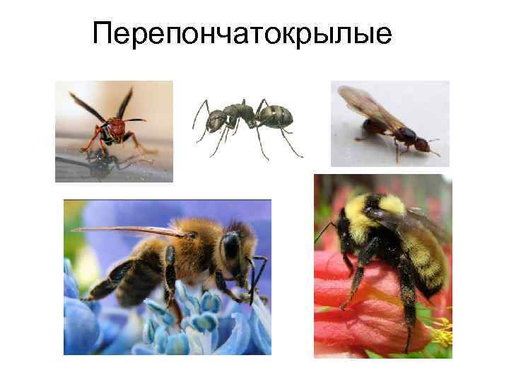 Перепончатокрылые 