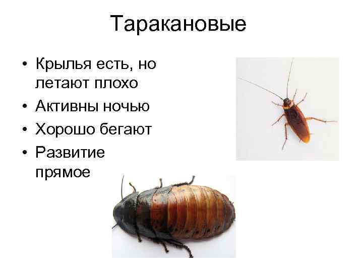 Таракановые • Крылья есть, но летают плохо • Активны ночью • Хорошо бегают •