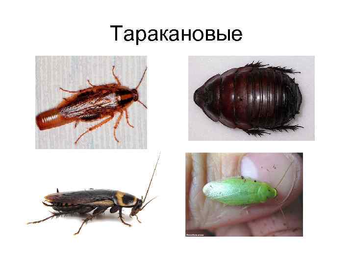 Таракановые 