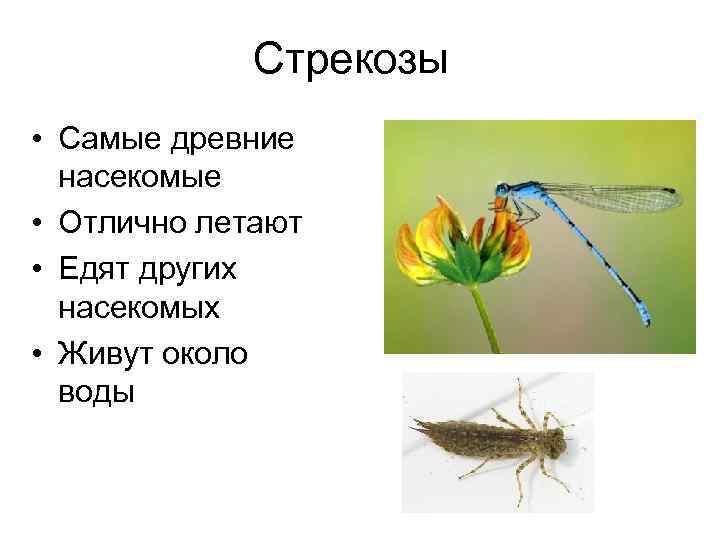 Стрекозы • Самые древние насекомые • Отлично летают • Едят других насекомых • Живут