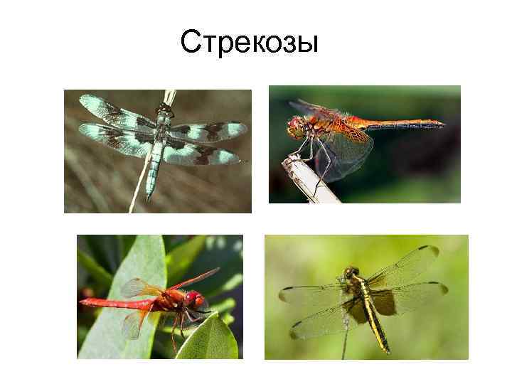 Стрекозы 