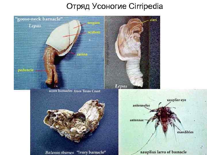 Отряд Усоногие Cirripedia 
