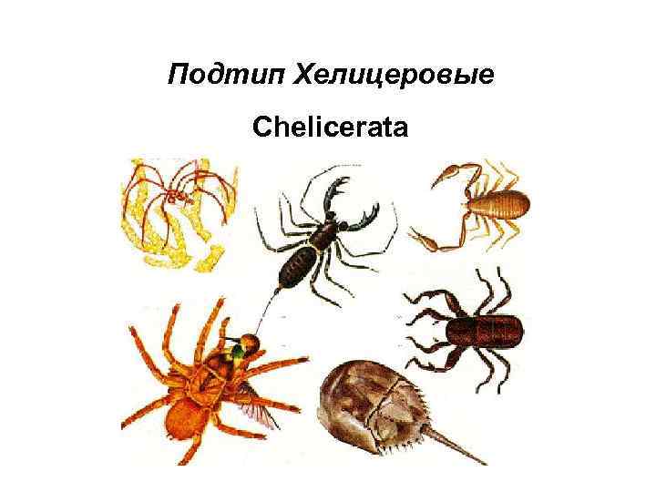 Подтип Хелицеровые Chelicerata 