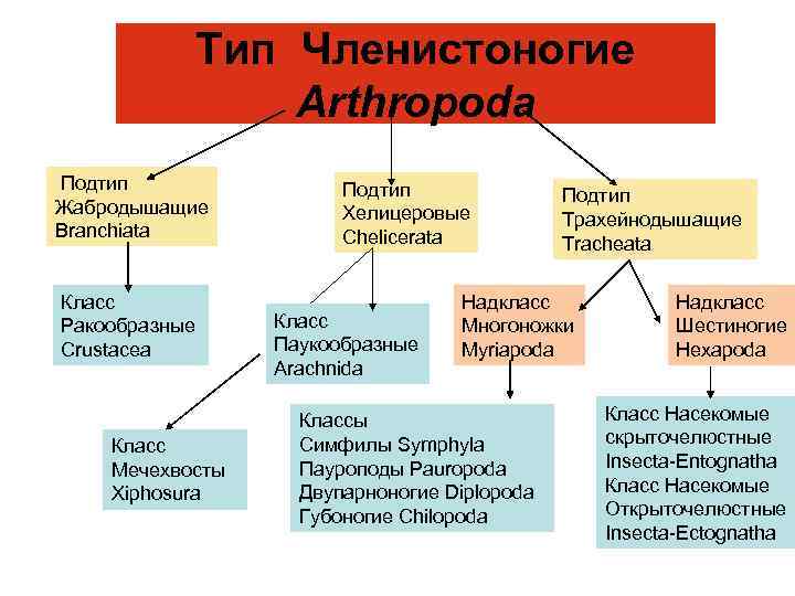 Тип Членистоногие Arthropoda Подтип Жабродышащие Branchiata Класс Ракообразные Crustacea Класс Мечехвосты Xiphosura Подтип Хелицеровые