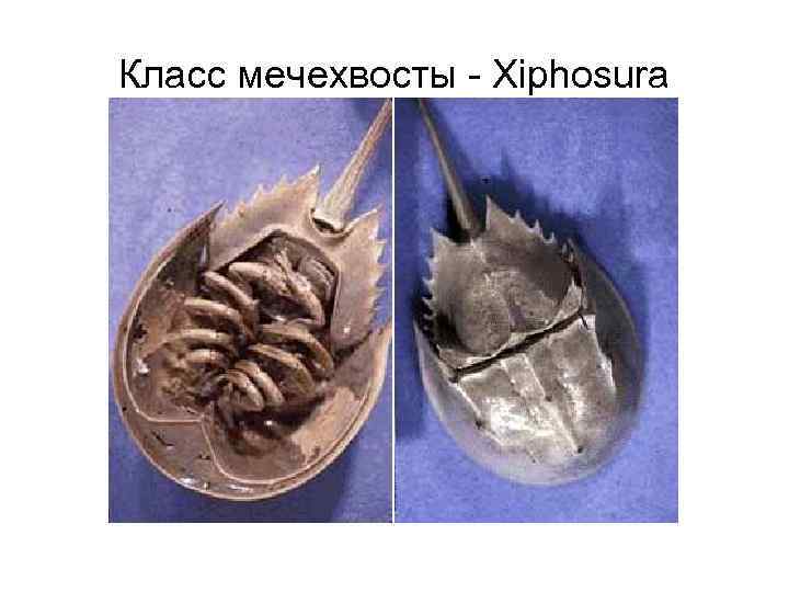 Класс мечехвосты Xiphosura 