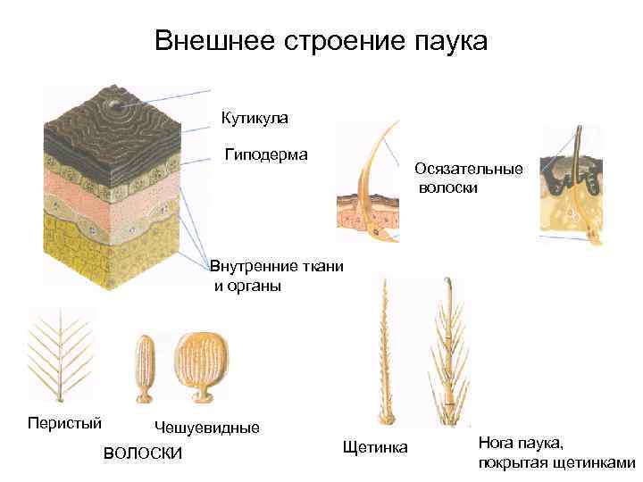 Покров насекомых. Строение кутикулы паукообразных. Строение кутикулы членистоногих. Строение покровов паукообразных. Покровы насекомых состоят.