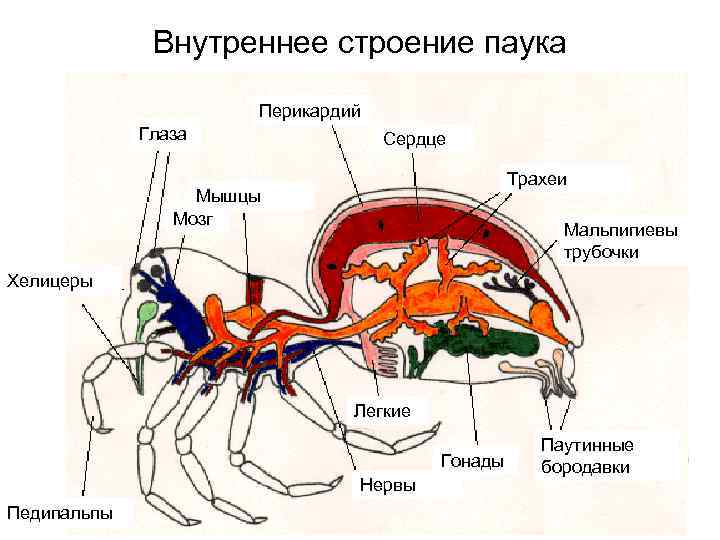 Картинку Строение Паука