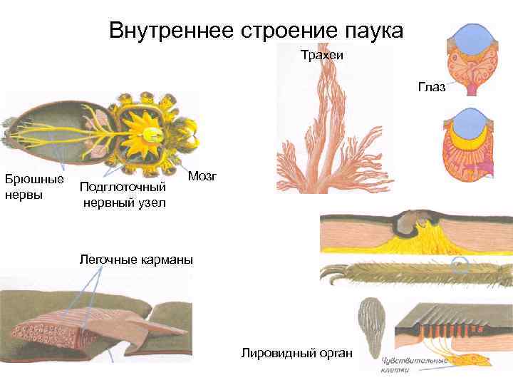 Органы зрения у паукообразных