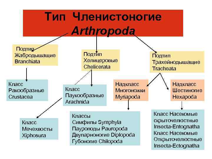 Тип членистоногие подтипы. Тип Членистоногие Подтип трахейнодышащие. Классификация трахейнодышащих. Классификация подтипа трахейнодышащие. Подтип трахейнодышащие (Tracheata)..