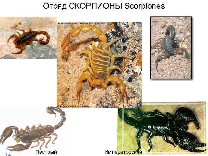 Отряд СКОРПИОНЫ Scorpiones Пестрый Императорский 