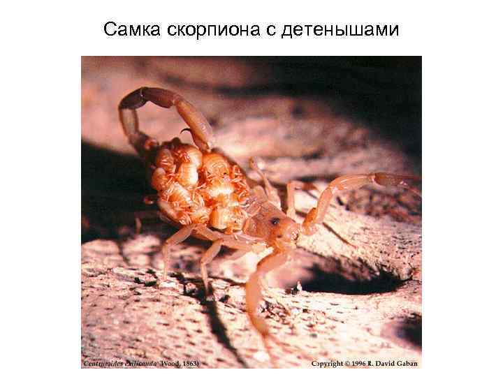Самка скорпиона с детенышами 