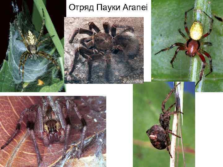 Отряд Пауки Aranei 