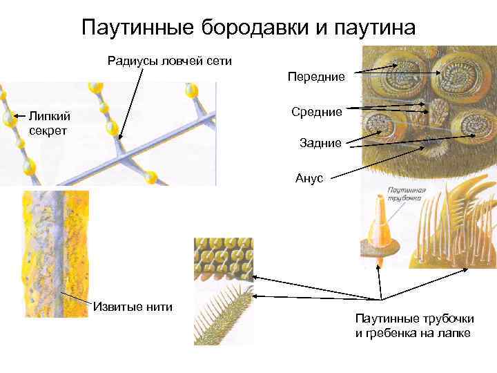 Паутинные бородавки и паутина Радиусы ловчей сети Передние Средние Липкий секрет Задние Анус Извитые
