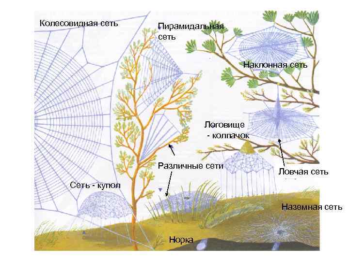 Колесовидная сеть Пирамидальная сеть Наклонная сеть Логовище колпачок Различные сети Ловчая сеть Сеть купол