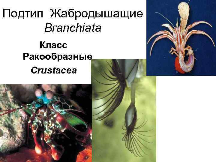 Подтип Жабродышащие Branchiata Класс Ракообразные Crustacea 