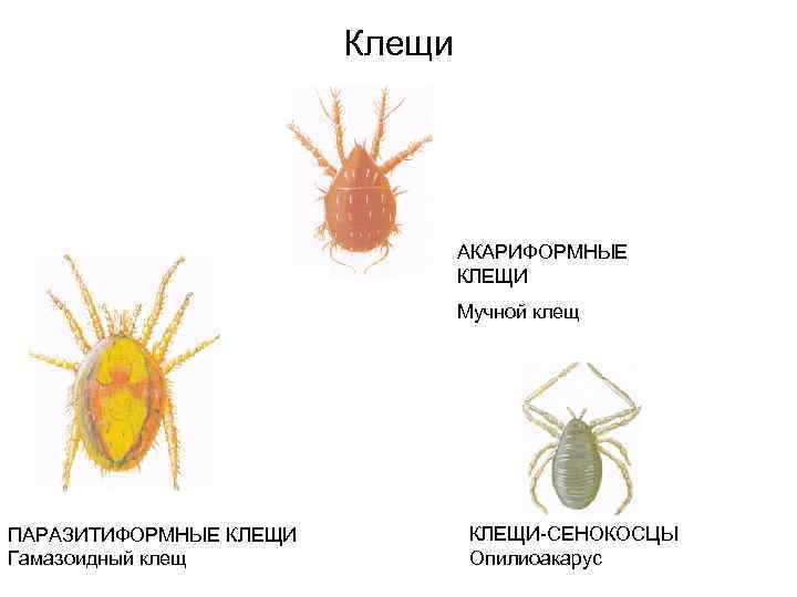 Клещи АКАРИФОРМНЫЕ КЛЕЩИ Мучной клещ ПАРАЗИТИФОРМНЫЕ КЛЕЩИ Гамазоидный клещ КЛЕЩИ СЕНОКОСЦЫ Опилиоакарус 