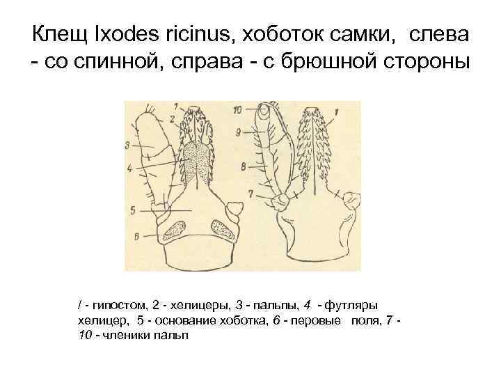 Ротовой аппарат таежного клеща рисунок