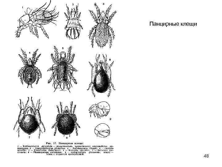 Панцирные клещи 48 