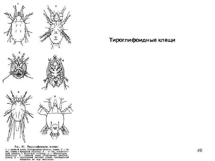 Тироглифоидные клещи 49 