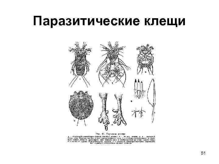 Паразитические клещи 51 