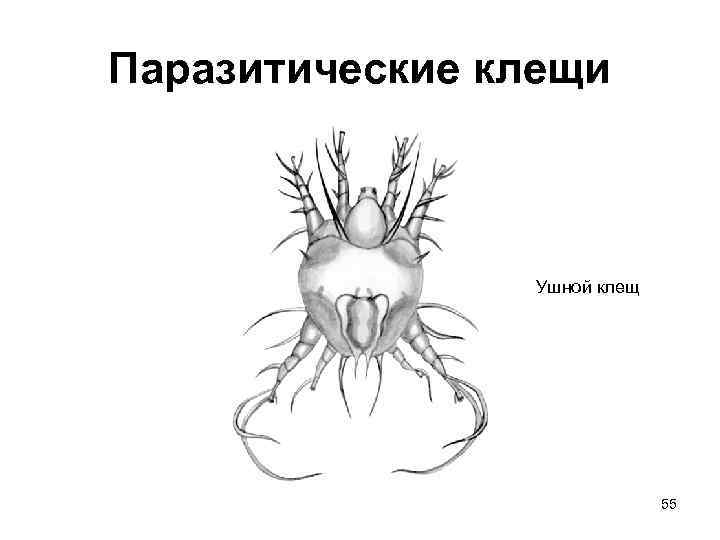 Паразитические клещи Ушной клещ 55 