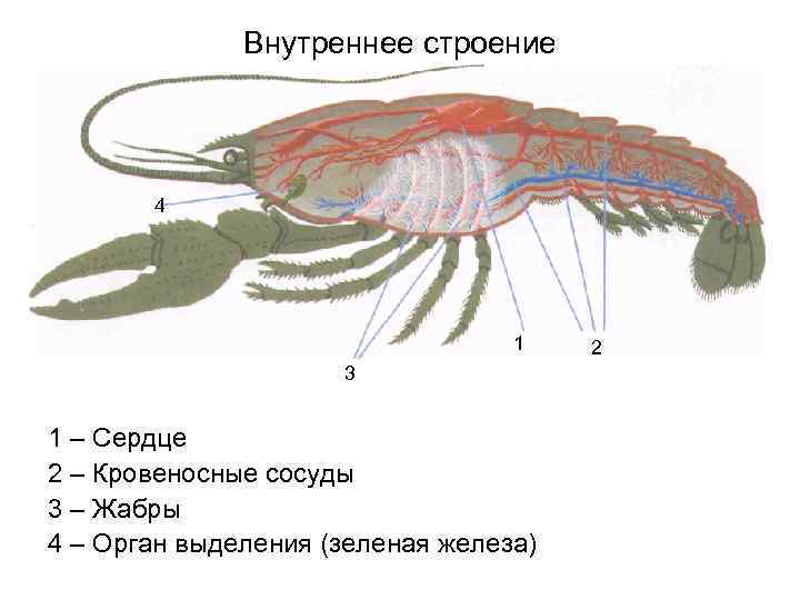 Пищеварительная система членистоногих ракообразных. Внутренне строение скорпиона. Речной рак выделение