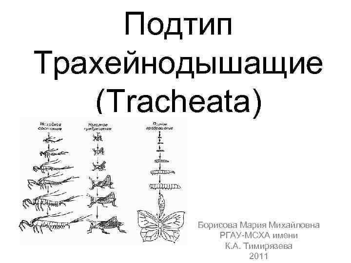 Подтип Трахейнодышащие (Tracheata) Борисова Мария Михайловна РГАУ МСХА имени К. А. Тимирязева 2011 